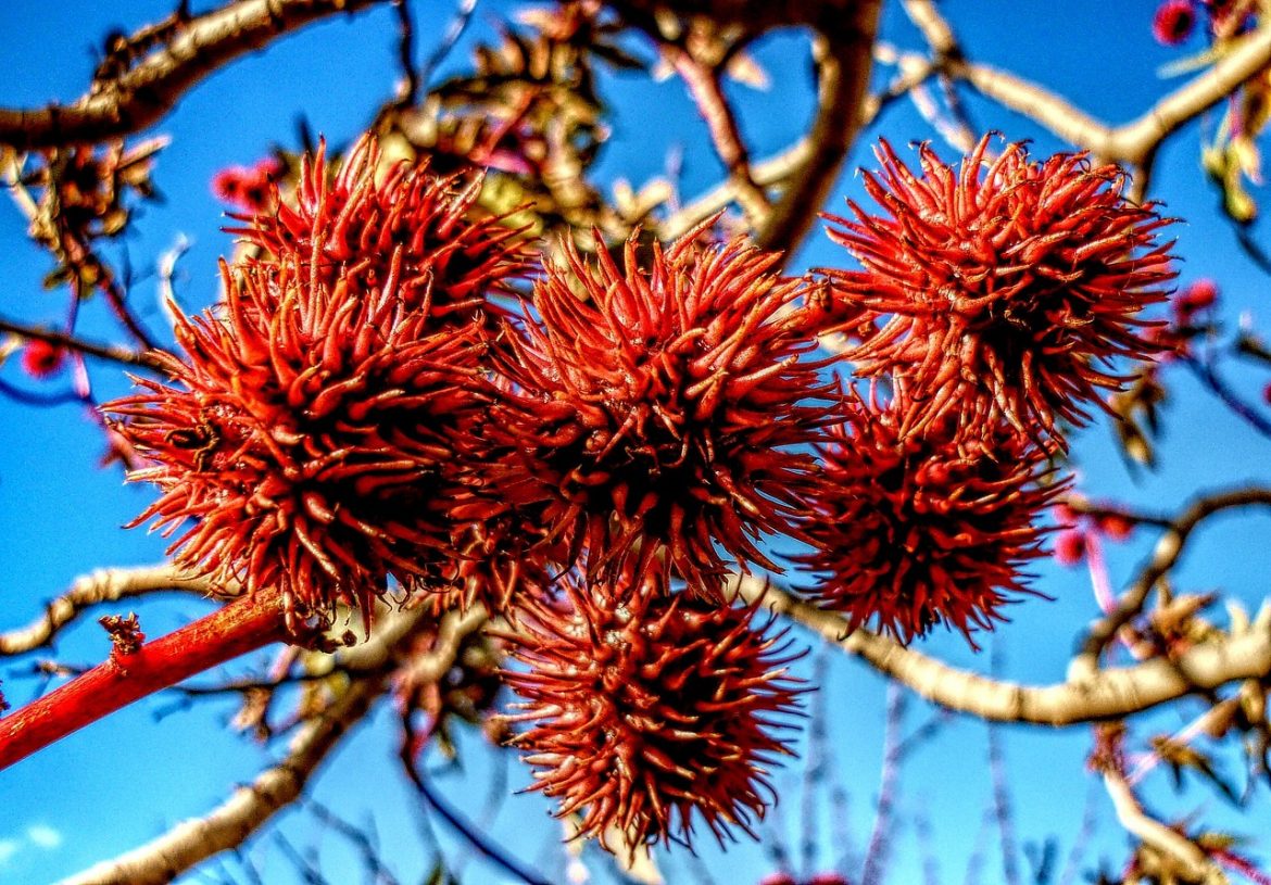 Comment utiliser l’huile de ricin pour la croissance des cheveux ?